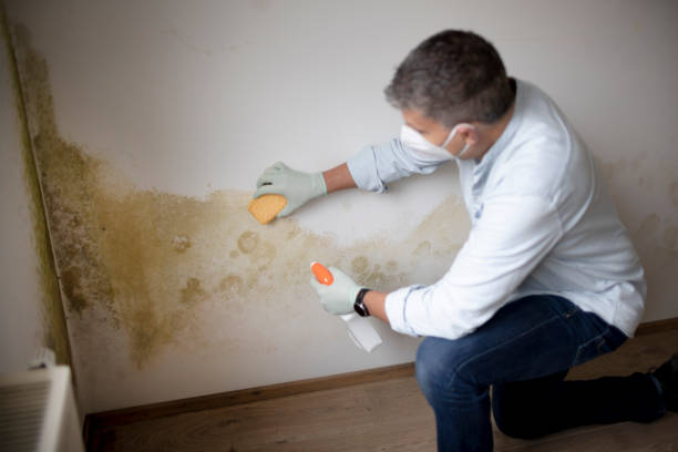 Best Post-Remediation Verification Testing  in Pinson, AL