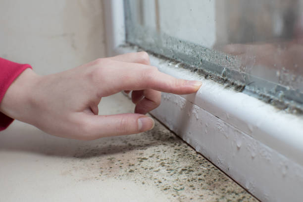 Best Forensic Mold Investigation  in Pinson, AL
